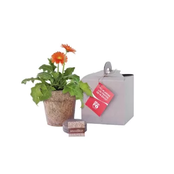 Caja Verde